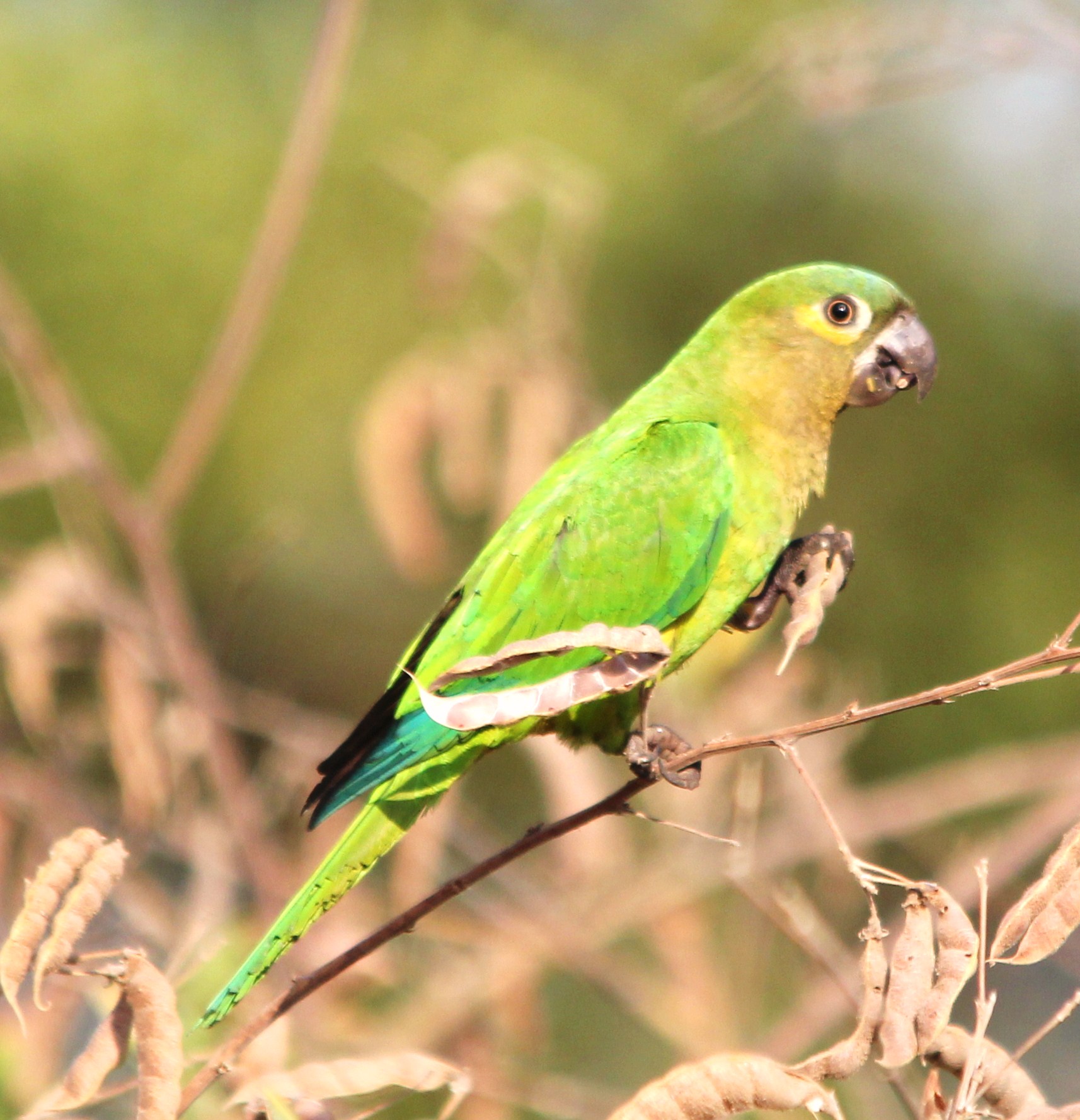 Details : Brown-throated Parakeet - BirdGuides