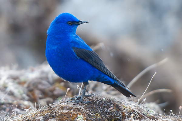 Details : Grandala - BirdGuides