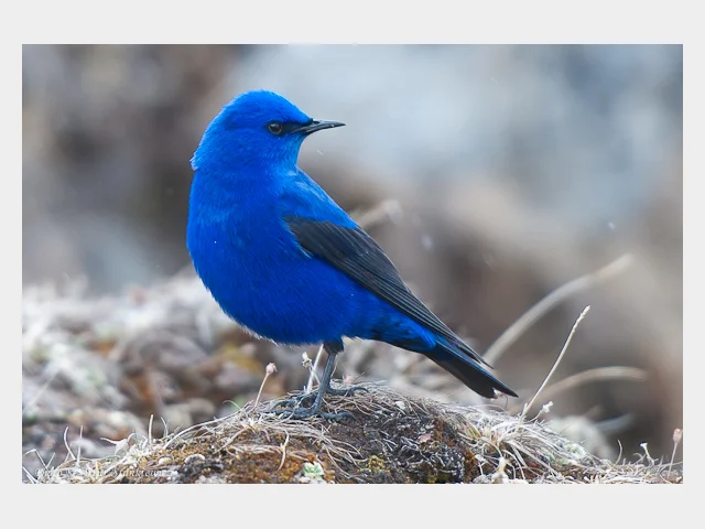 Details : Grandala - BirdGuides