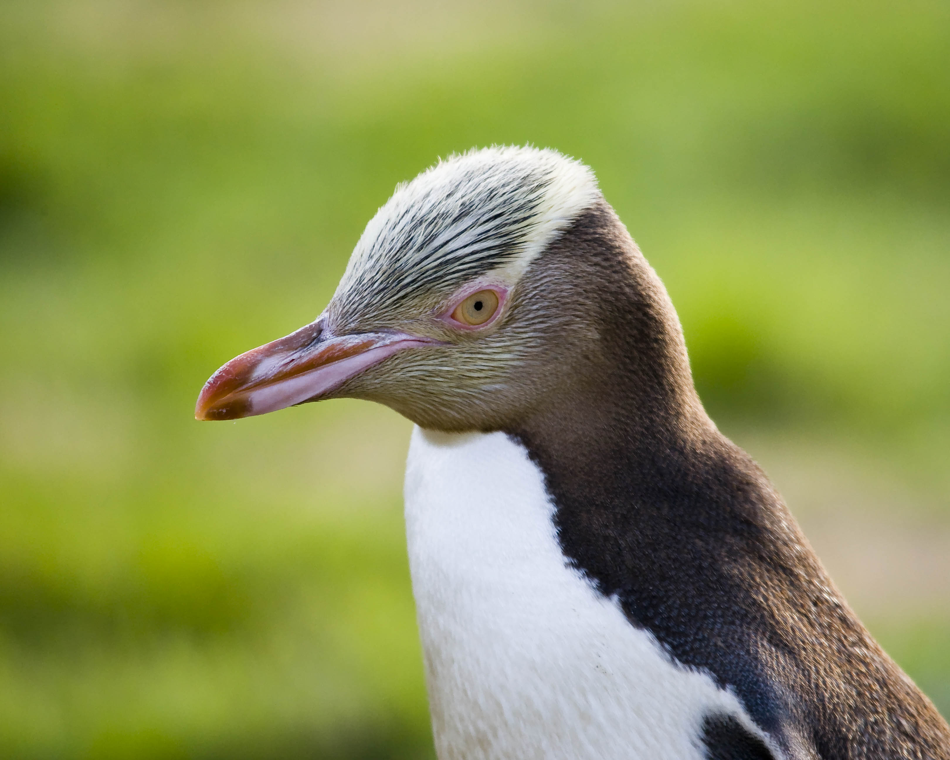 Details : Yellow-eyed Penguin - BirdGuides