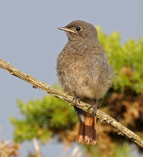 Details Black Redstart BirdGuides