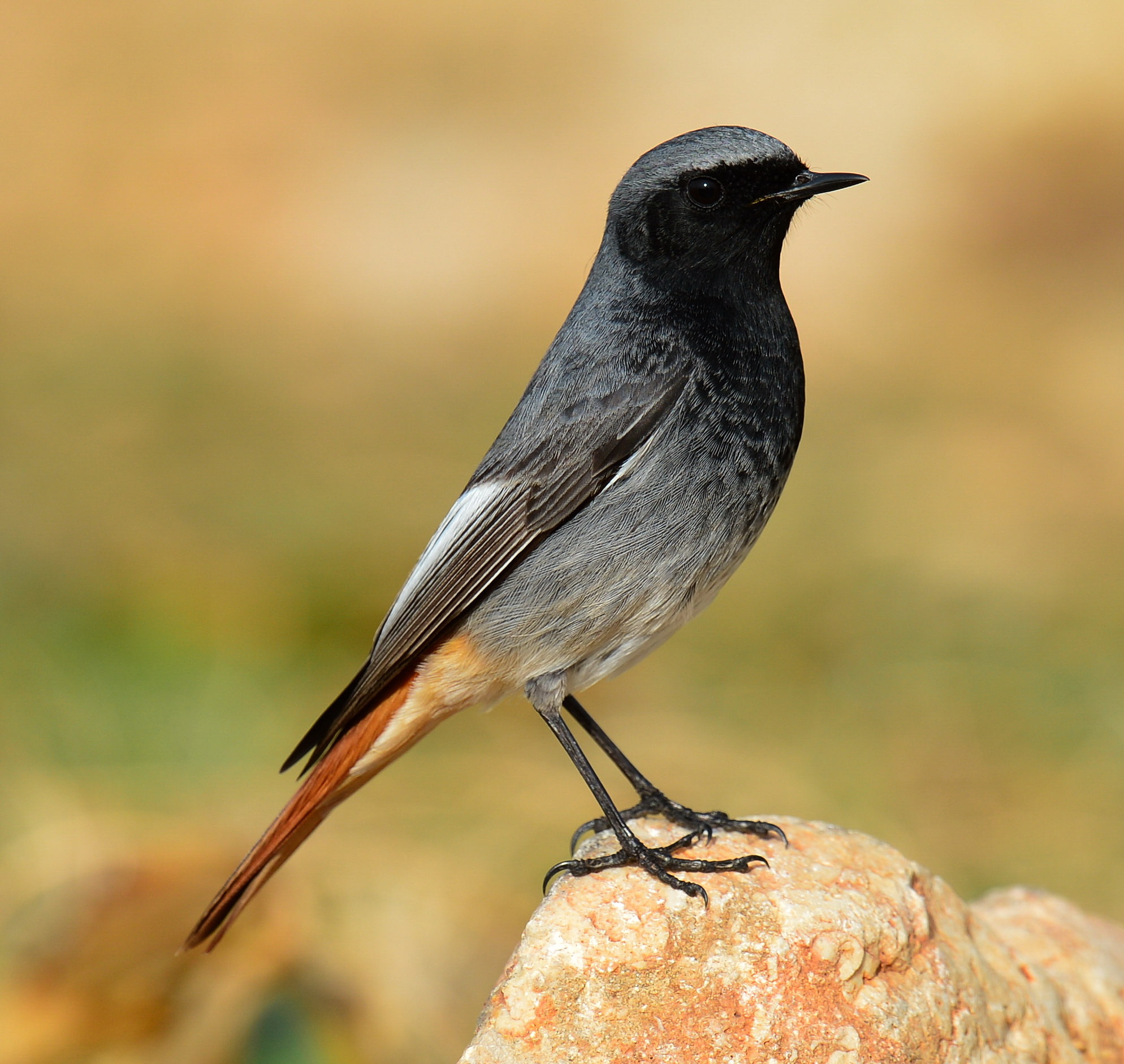 Details Black Redstart BirdGuides