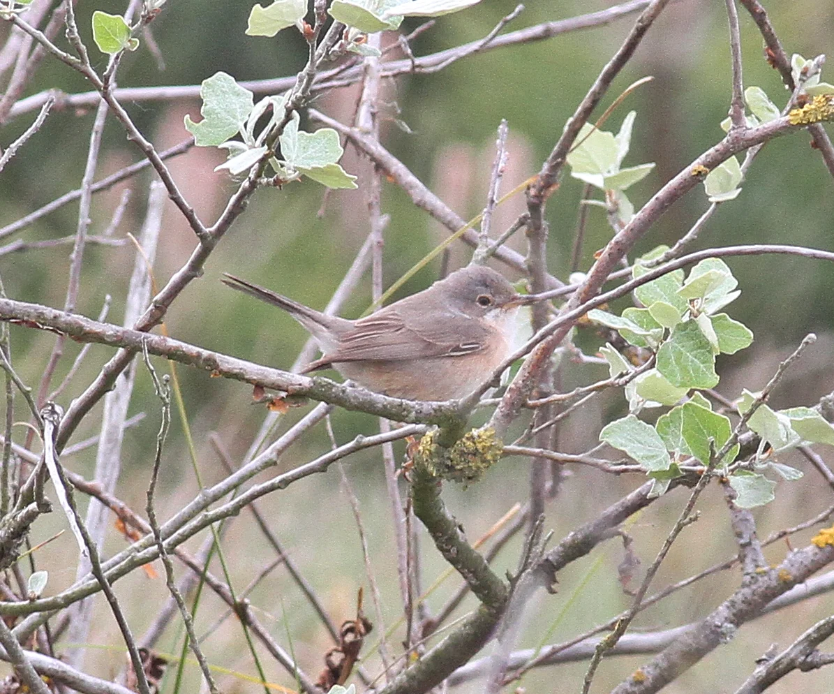 Jake Gearty Moltoni's Warbler by Jake Gearty - BirdGuides