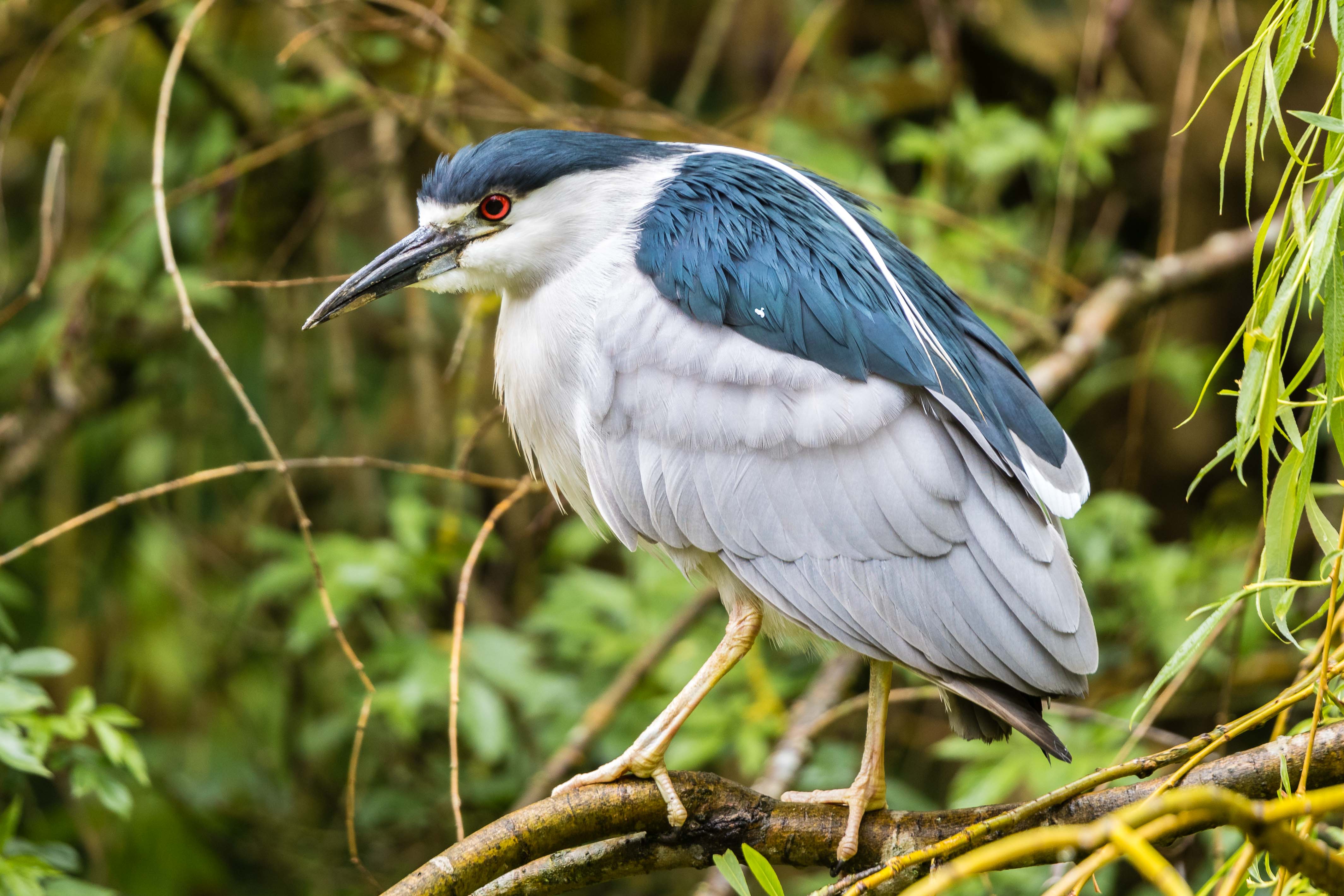 Details Blackcrowned Night Heron BirdGuides
