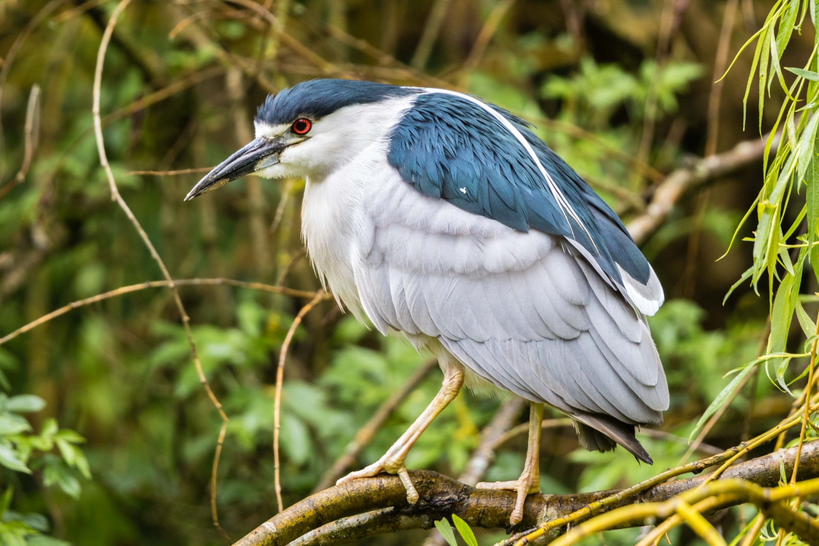 Black crowned Night Heron By Ian Bollen BirdGuides