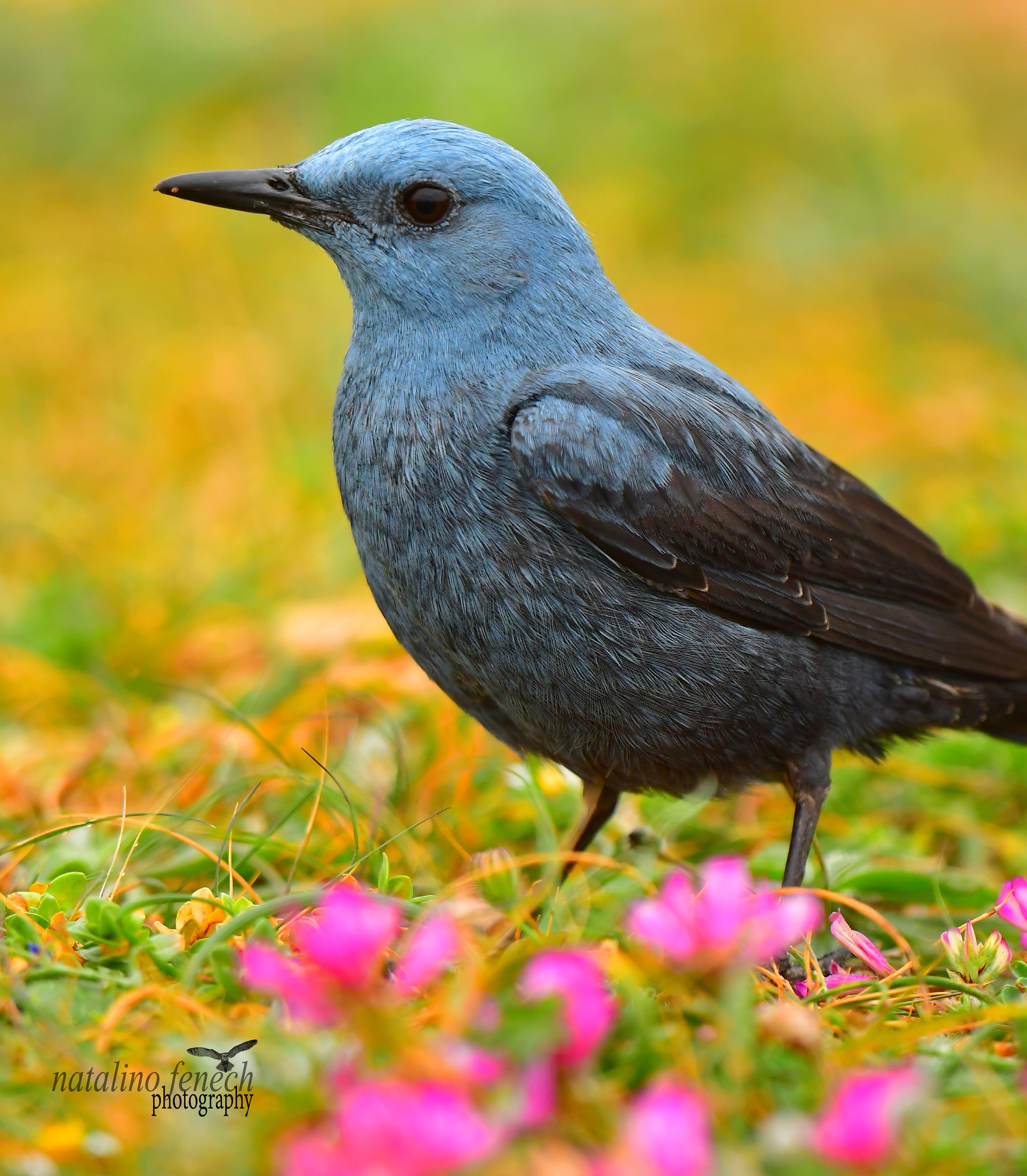 Photo of the Week: 22–28 March - BirdGuides