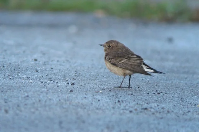 Reighton Sands Birdwatching Site - BirdGuides