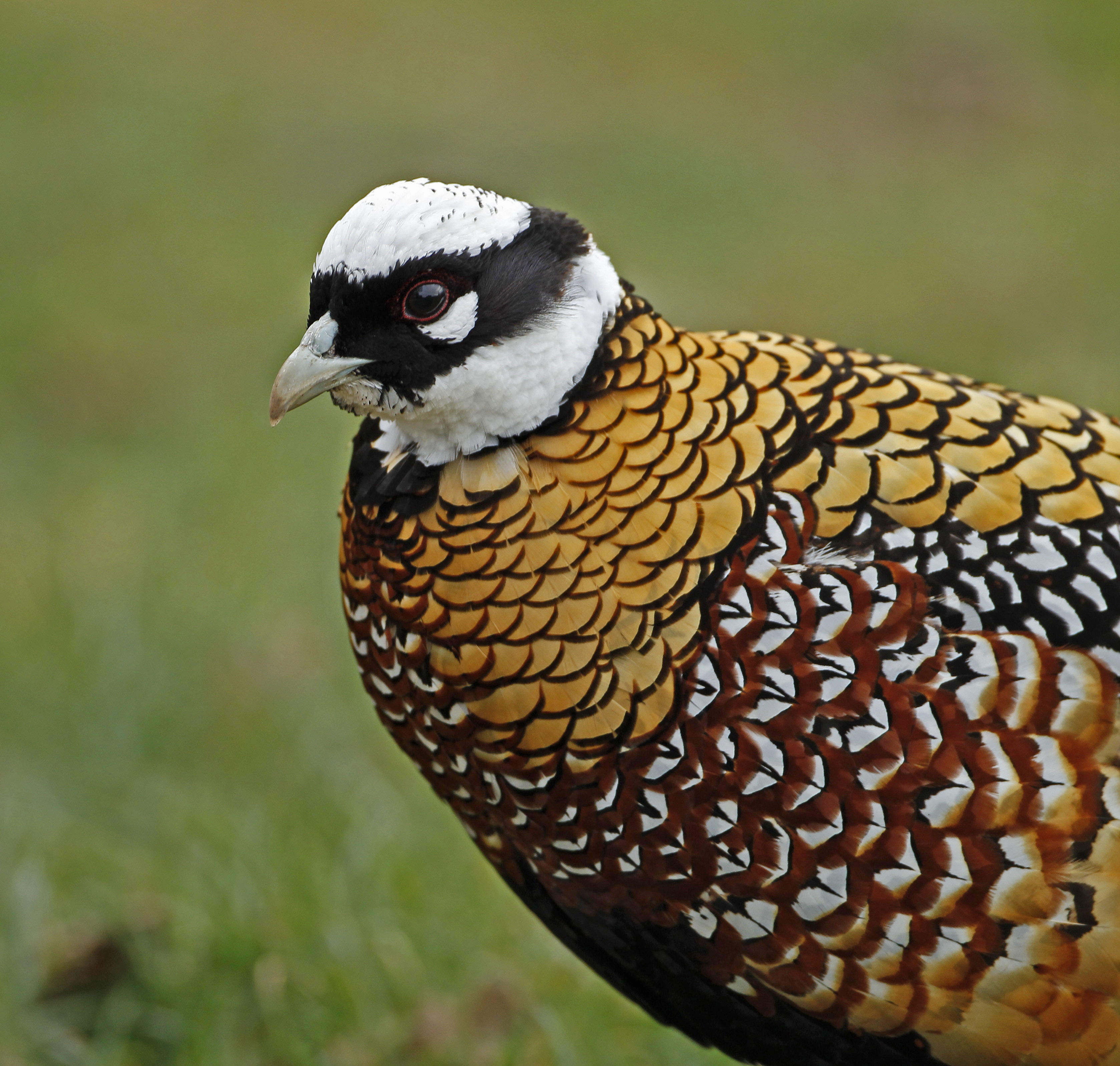Details Reeves's Pheasant BirdGuides