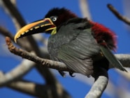 Details Chestnut eared Aracari BirdGuides