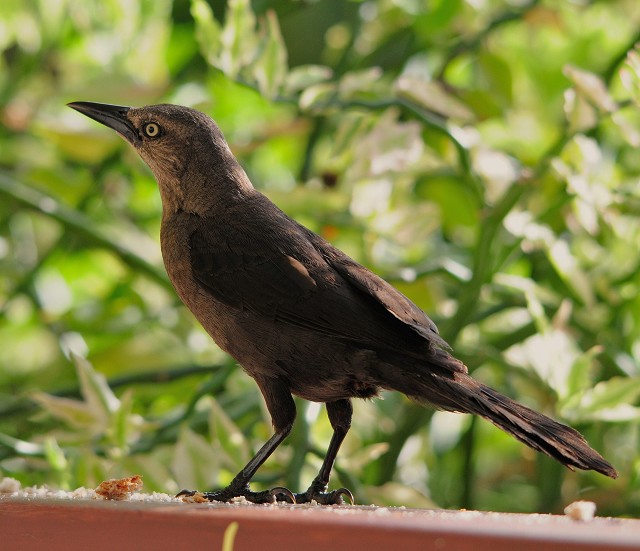 Download Details : Carib Grackle - BirdGuides