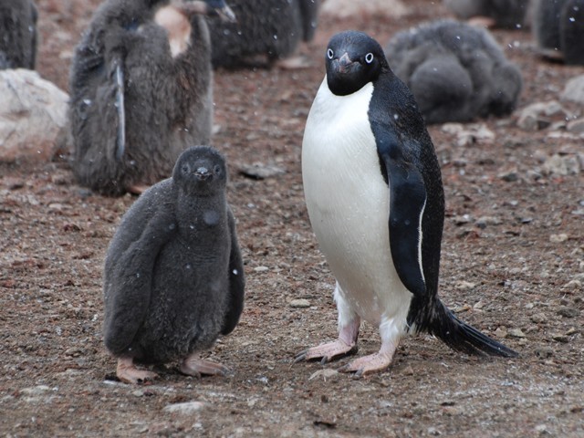 Adelie Penguin | Zoo tycoon movie Wikia | Fandom