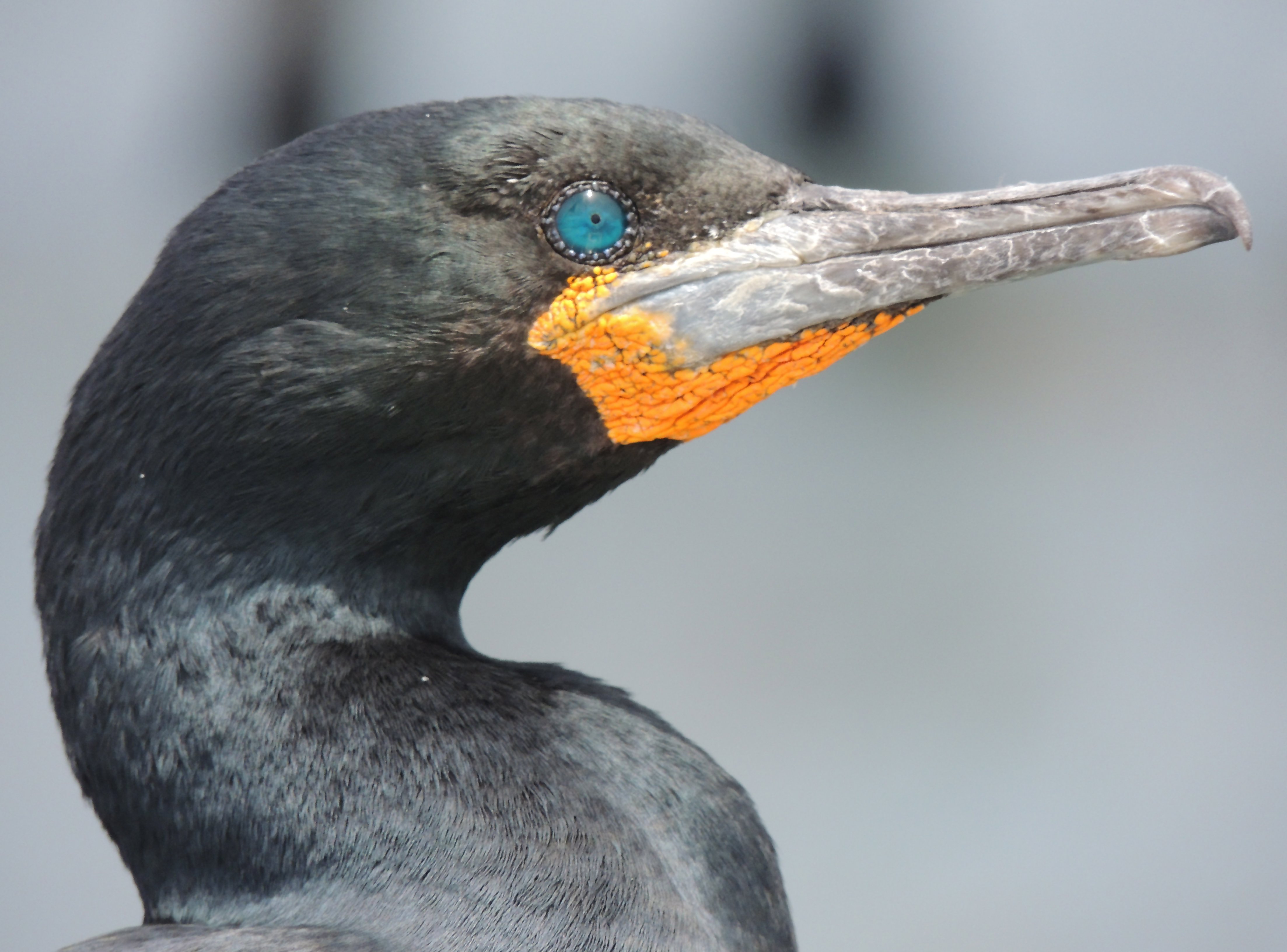 Details Cape Cormorant BirdGuides