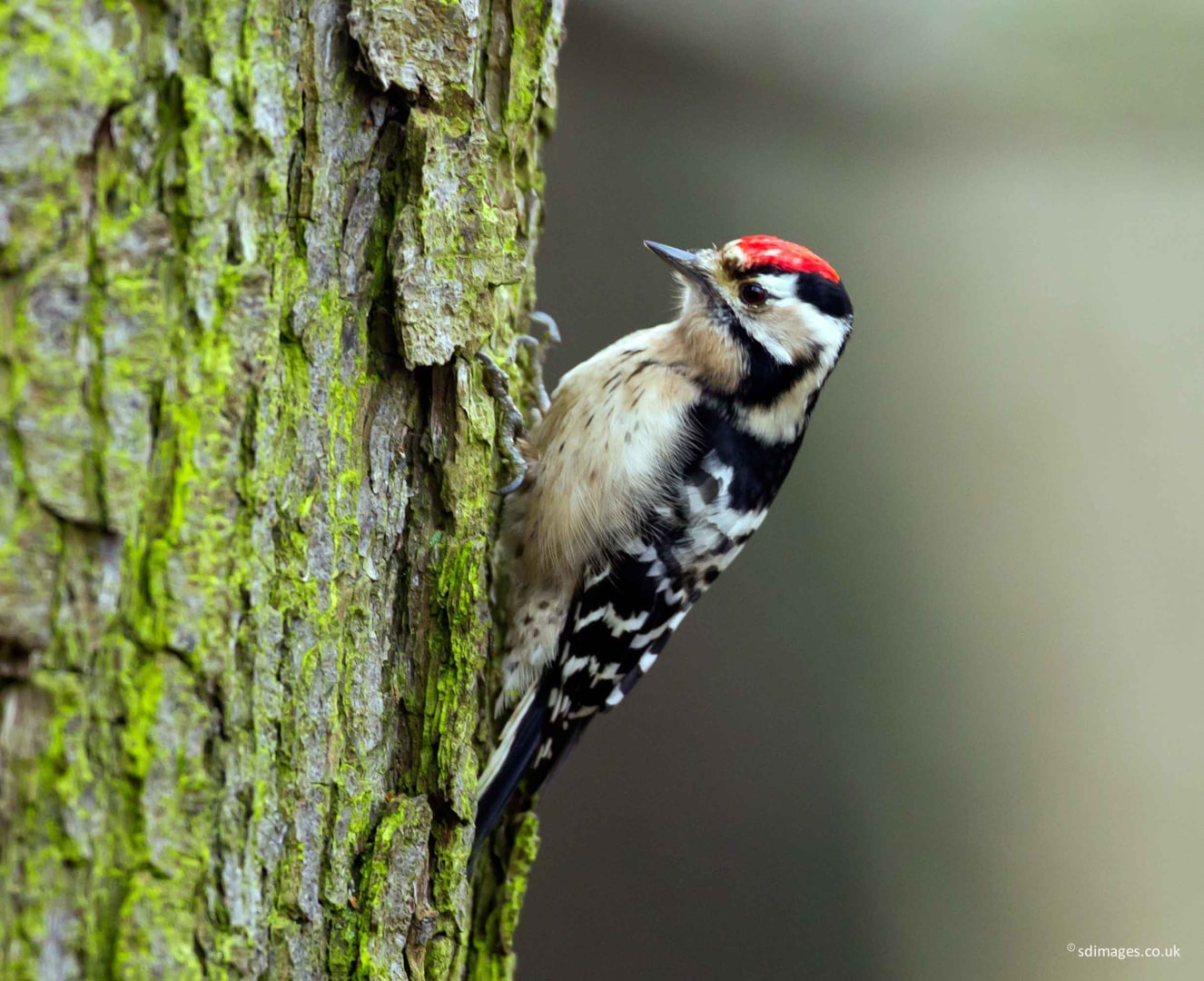 Lesser Spotted Woodpecker by Steve Dolan - BirdGuides