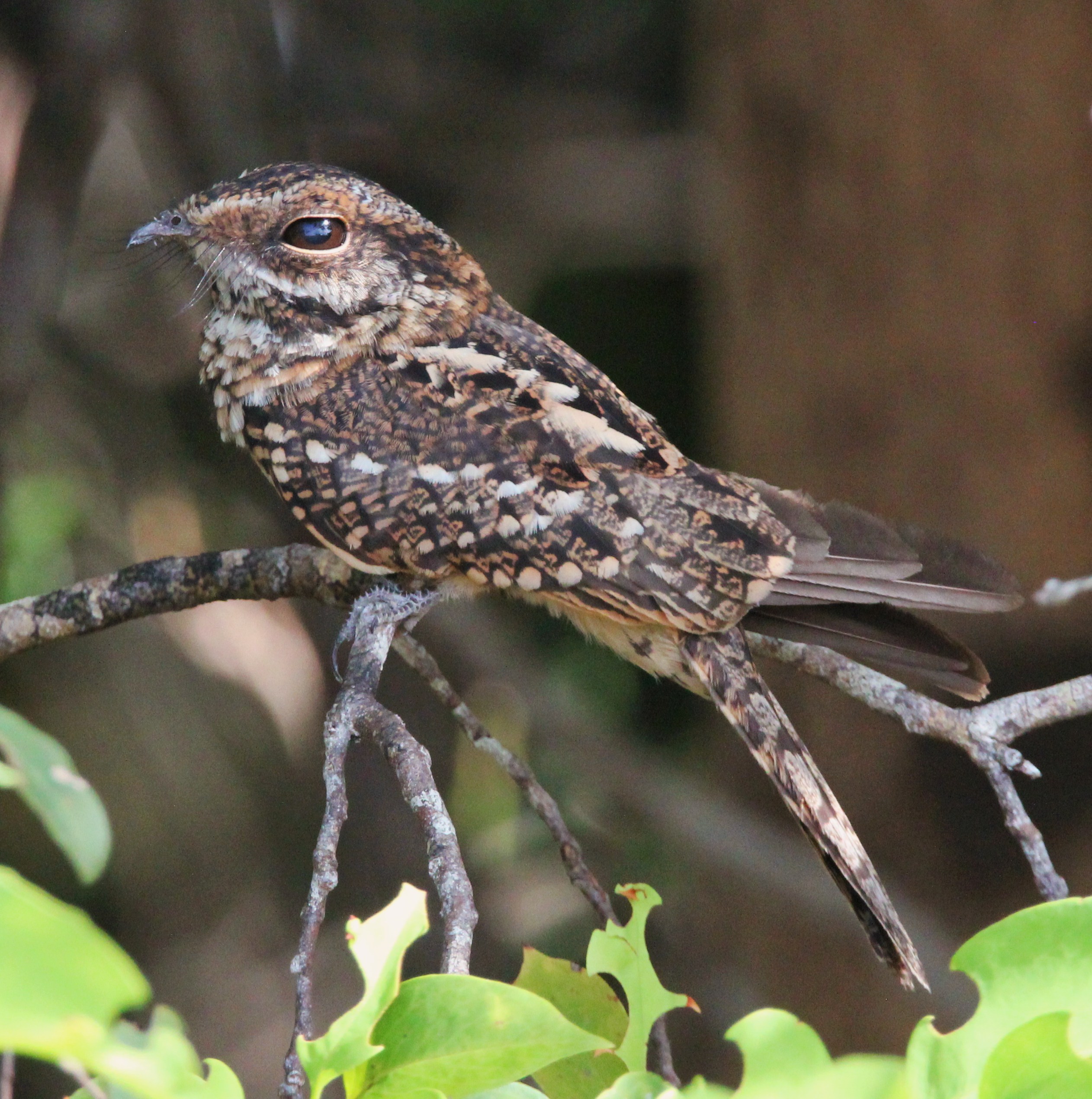 Details Whitetailed Nightjar BirdGuides