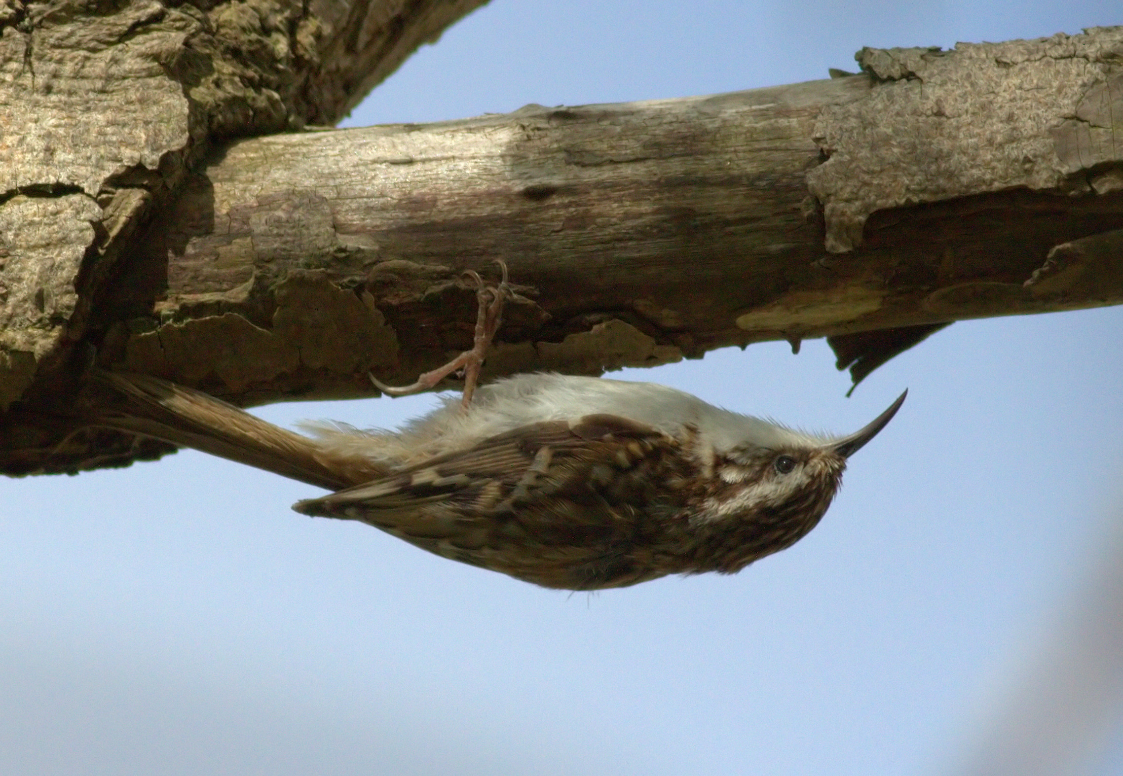Eurasian Treecreeper by Neil Rolph - BirdGuides