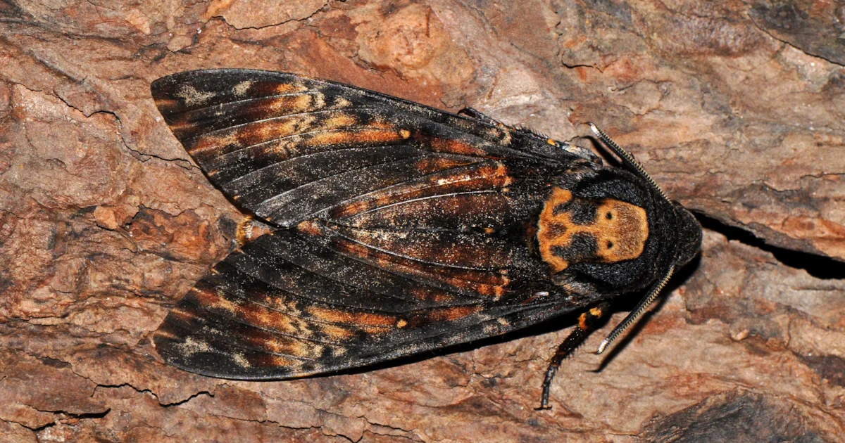 Gawk Moth Aircraft deployed to track migrating hawk-moths - BirdGuides