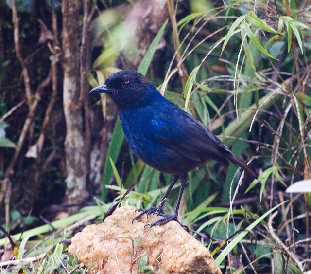 Details Sri Lanka Whistling Thrush BirdGuides