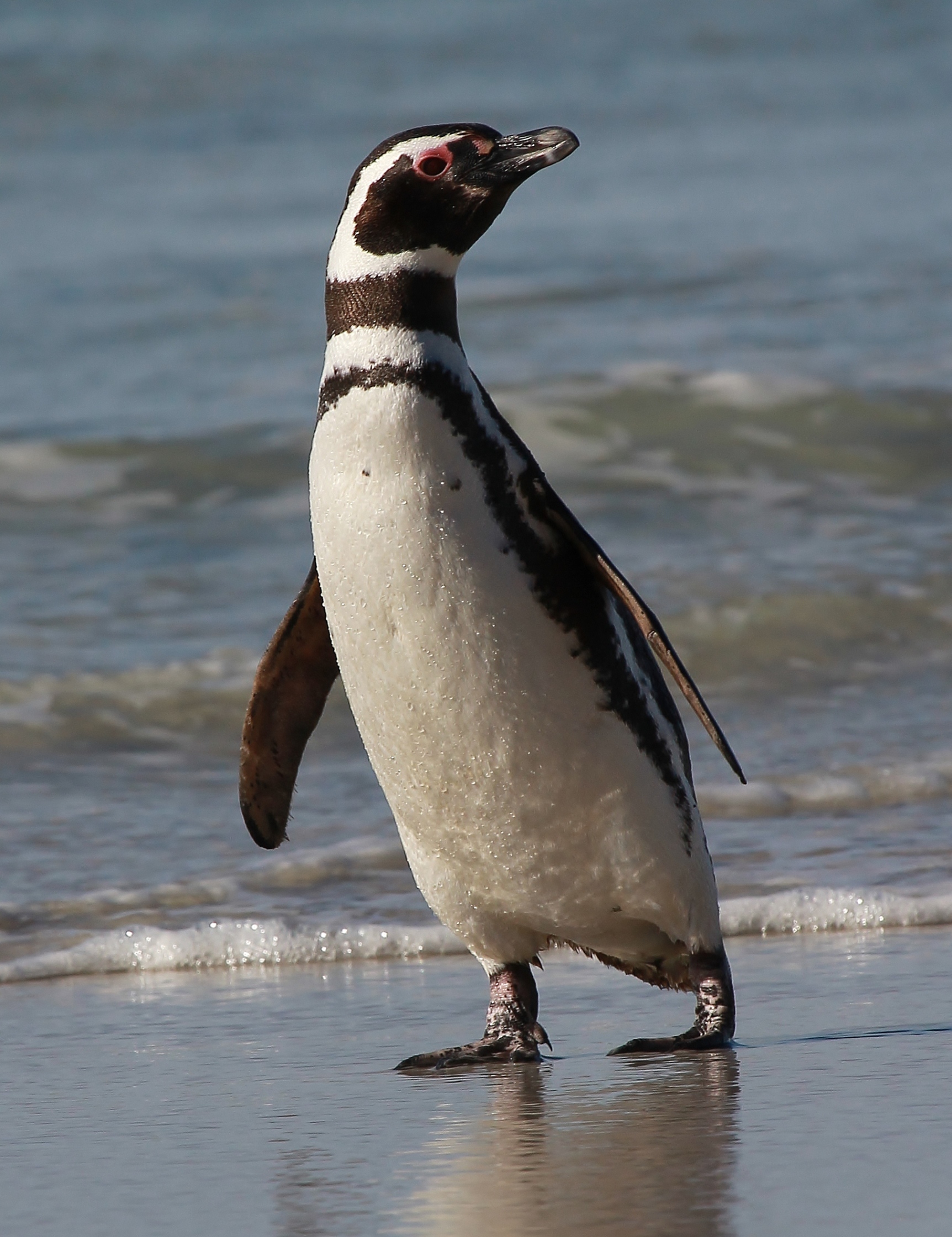 Details Magellanic Penguin BirdGuides