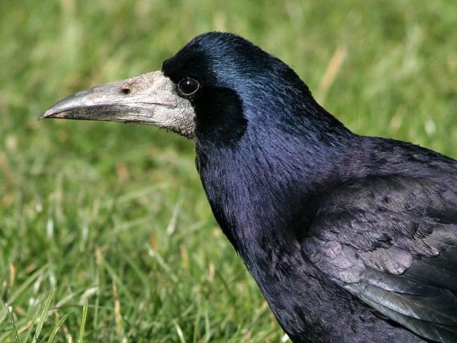 June ID tips: Juvenile Rook and Carrion Crow - BirdGuides