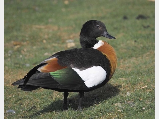 Details : Australian Shelduck - BirdGuides