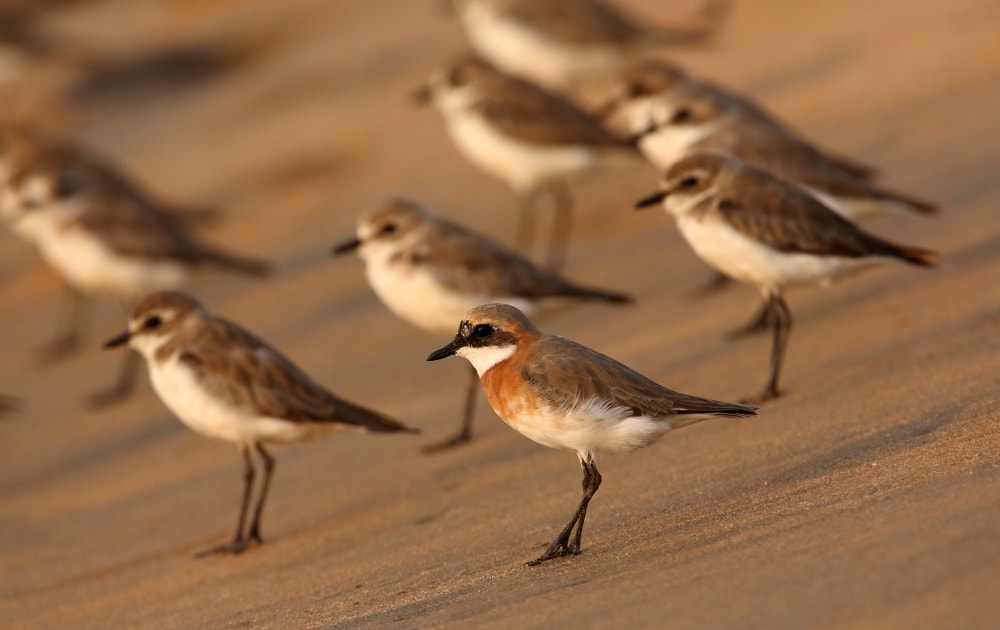 Genetics confirm Lesser Sand Plover as two species - Vimarsana News