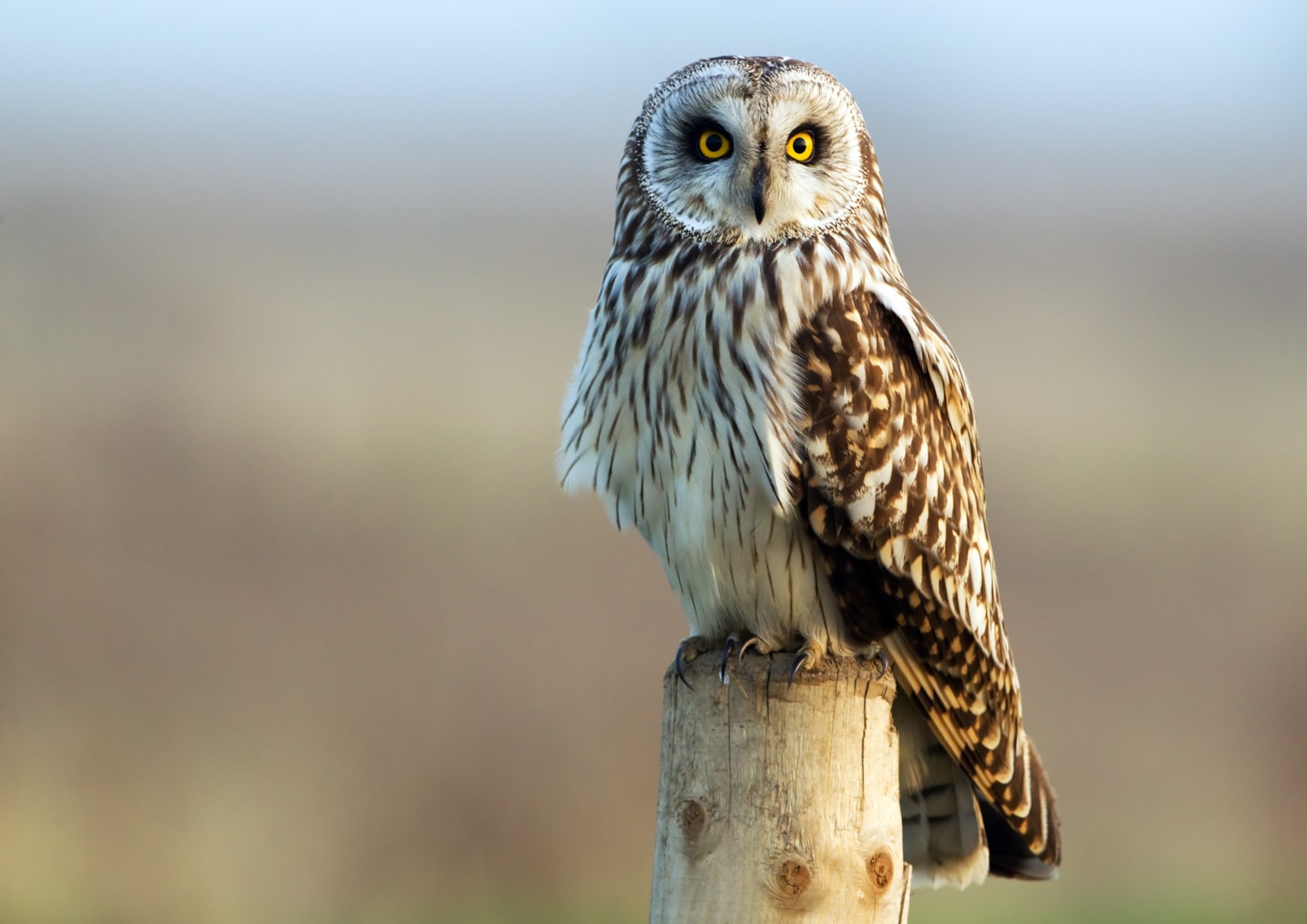 Shorteared Owl by David Newby BirdGuides