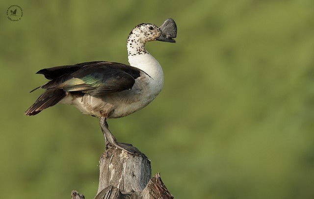 sarkidiornis melanotos Knob-billed Duck - Sarkidiornis melanotos - Media Search