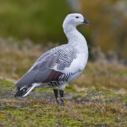 Details Upland Goose BirdGuides Details Upland Goose BirdGuides