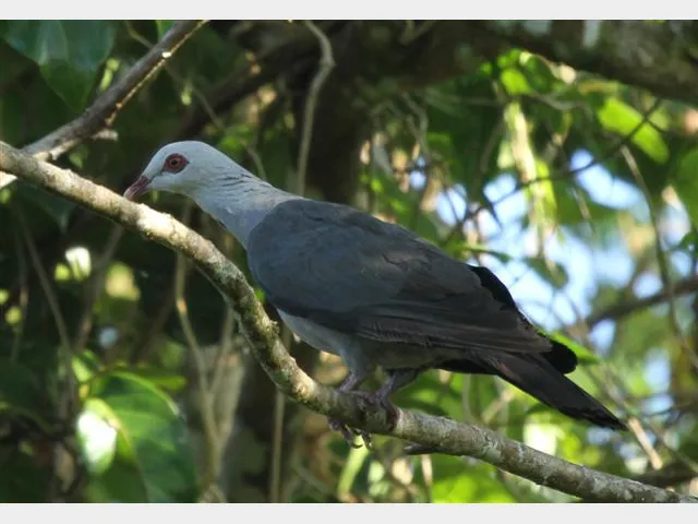 Details Andaman Wood Pigeon BirdGuides Details Andaman Wood Pigeon BirdGuides