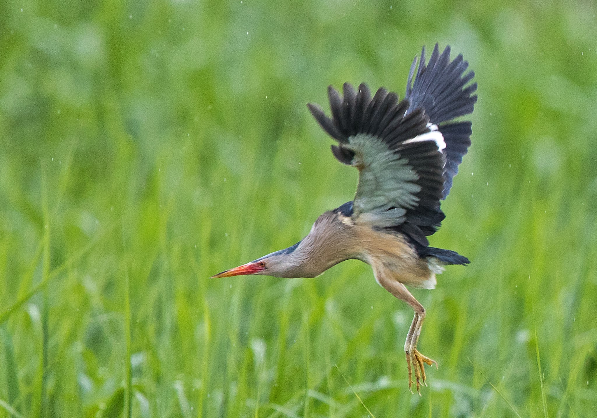 Sighting Report - BirdGuides