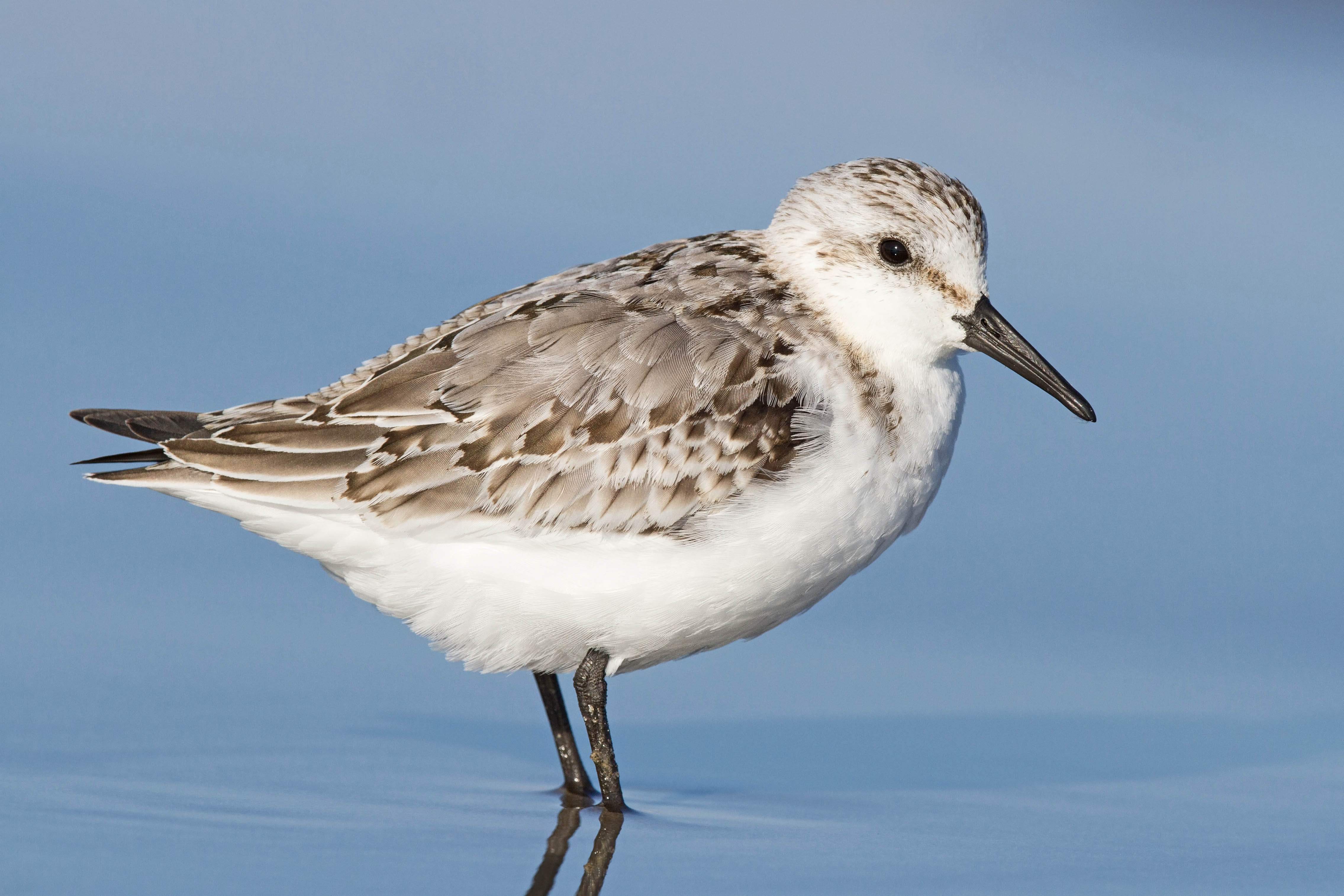 Details Sanderling BirdGuides