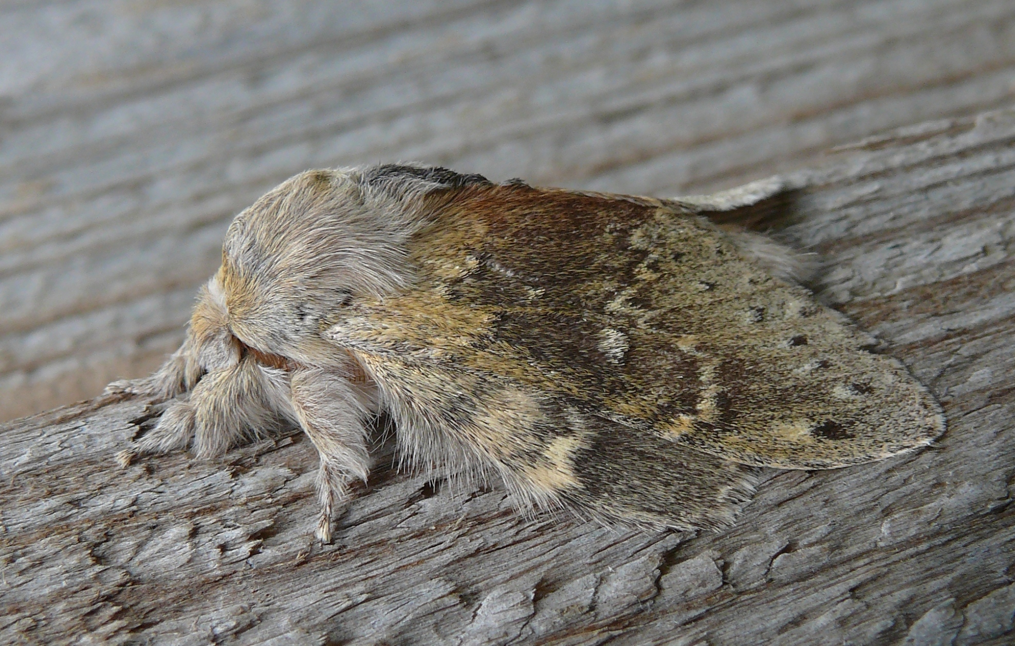 Details Lobster Moth BirdGuides