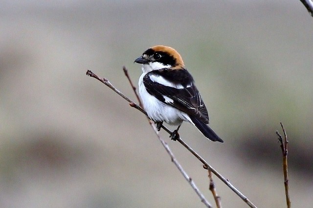 Field Notes From My First Rare-Bird Sighting