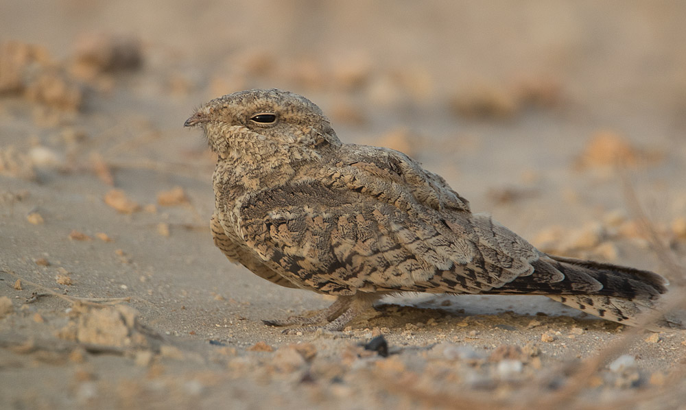 Details Egyptian Nightjar BirdGuides
