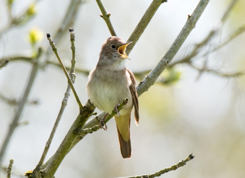 Bird-Call Nightingale