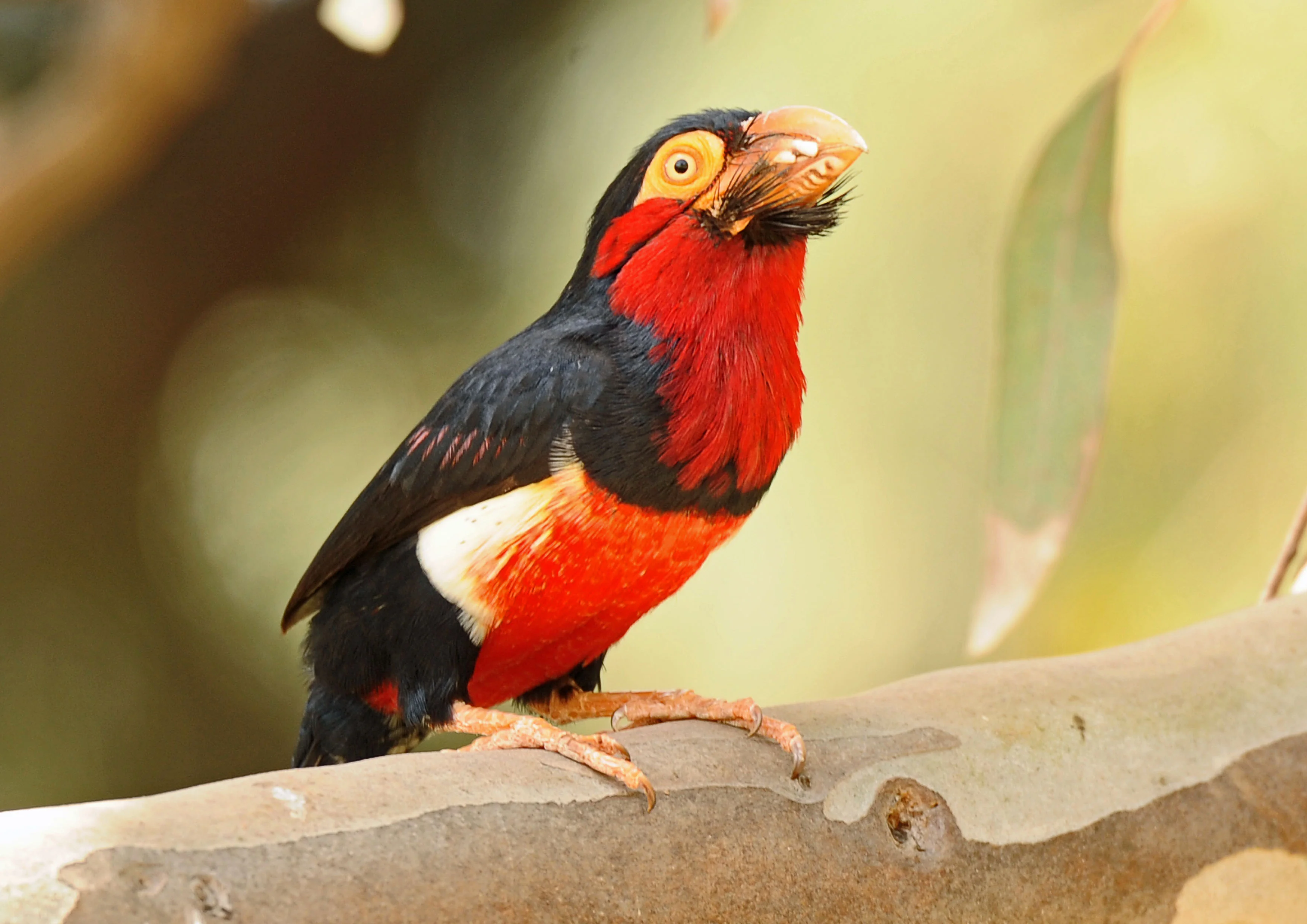 Details : Bearded Barbet - BirdGuides
