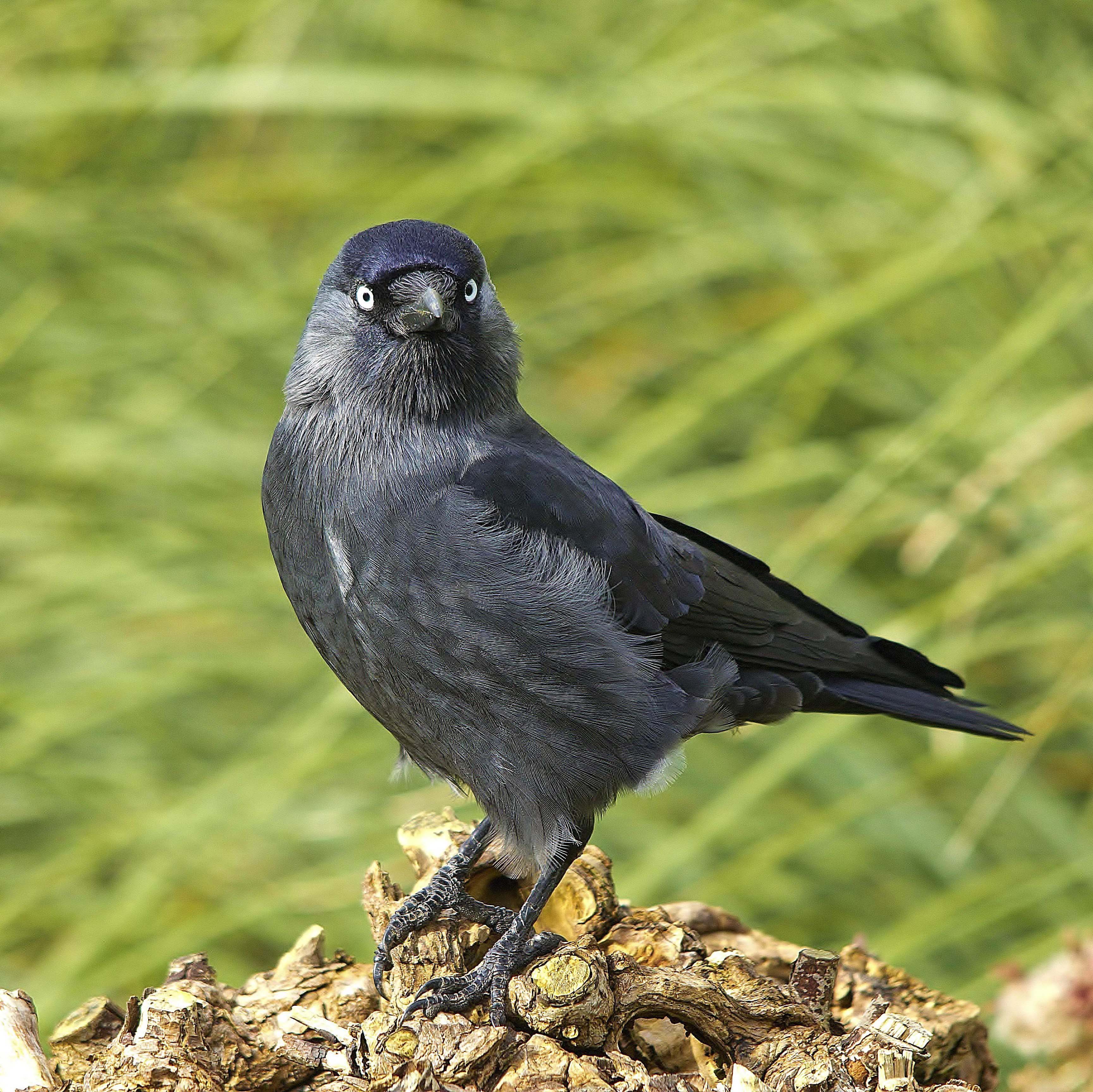 Details Jackdaw BirdGuides