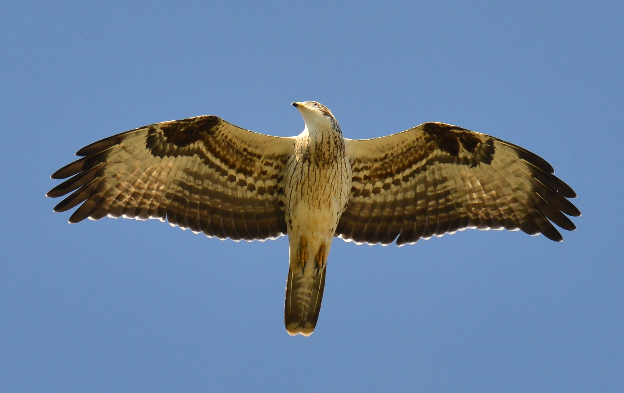 details european honey buzzard birdguides
