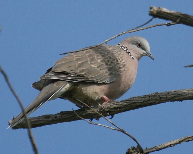 DOVE シーガル Details : Spotted Dove - BirdGuides