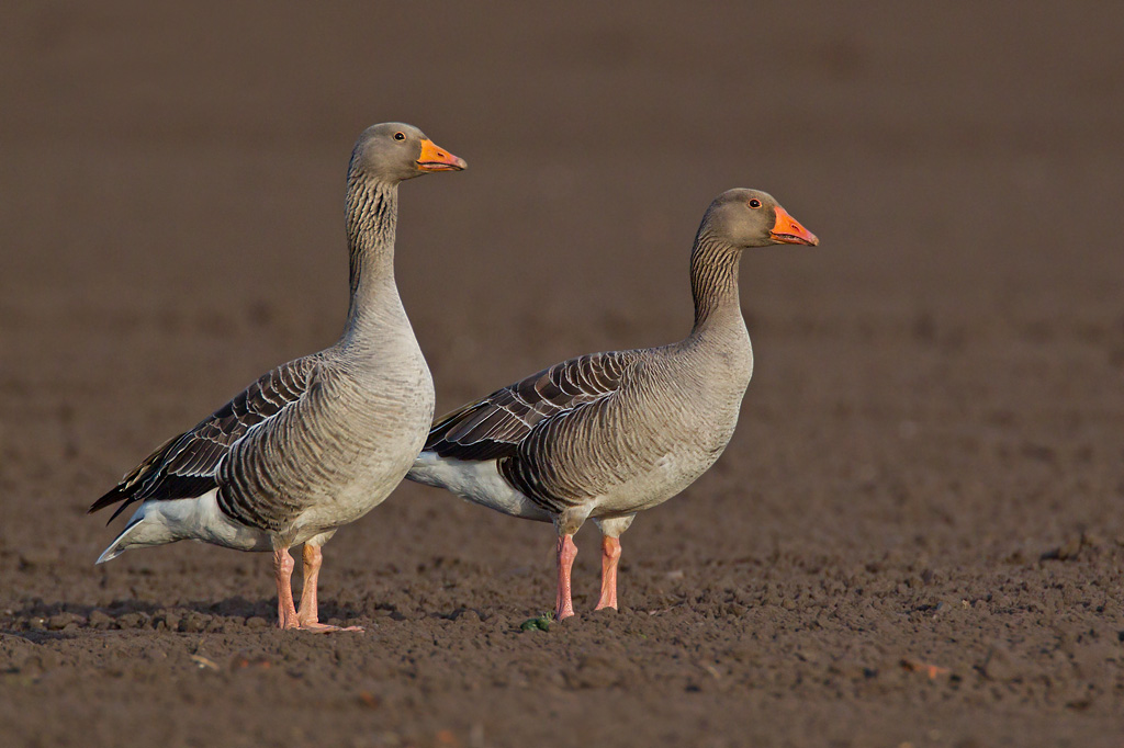 Wild Greylag Goose meat to be sold on Orkney BirdGuides