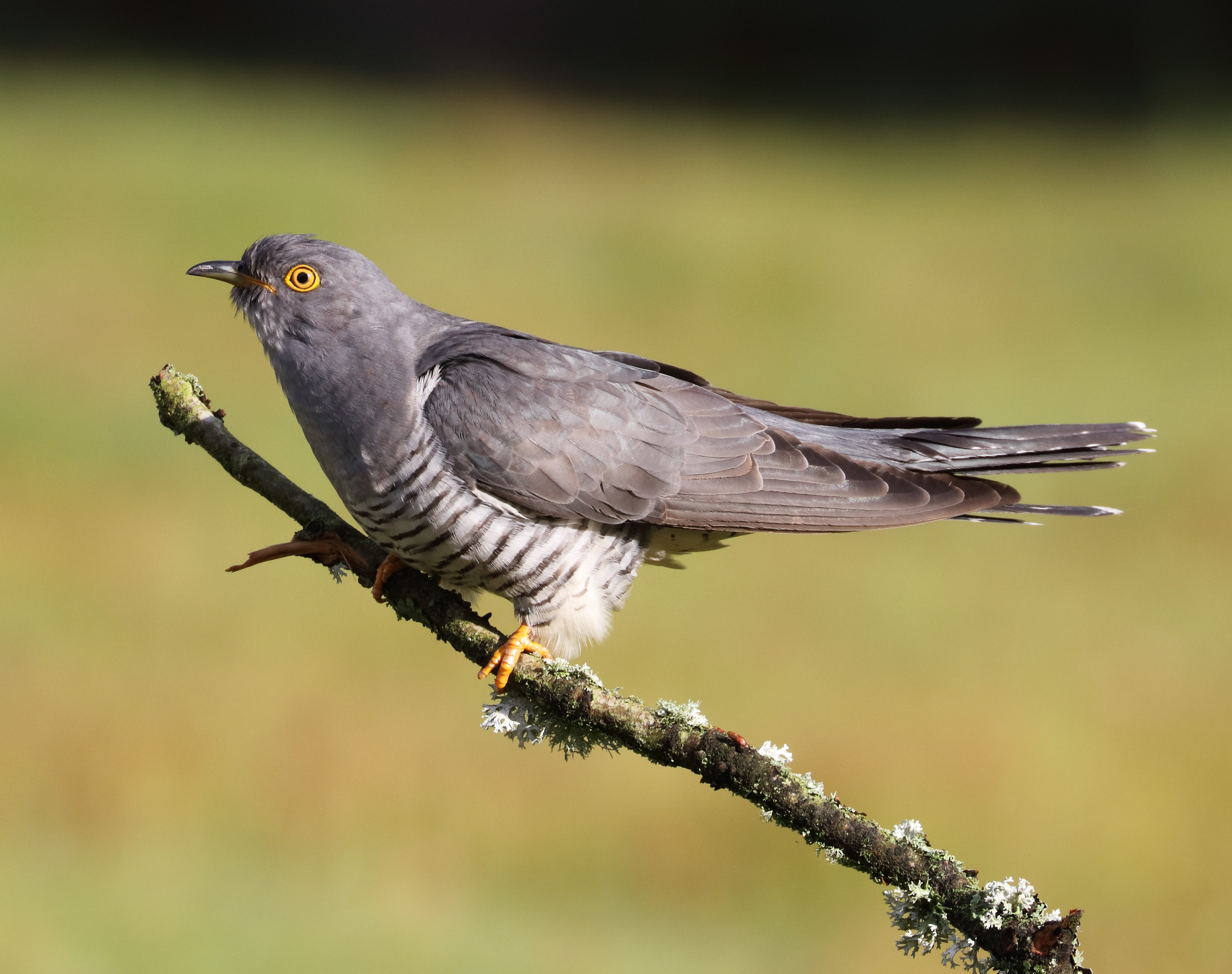 Details Common Cuckoo BirdGuides