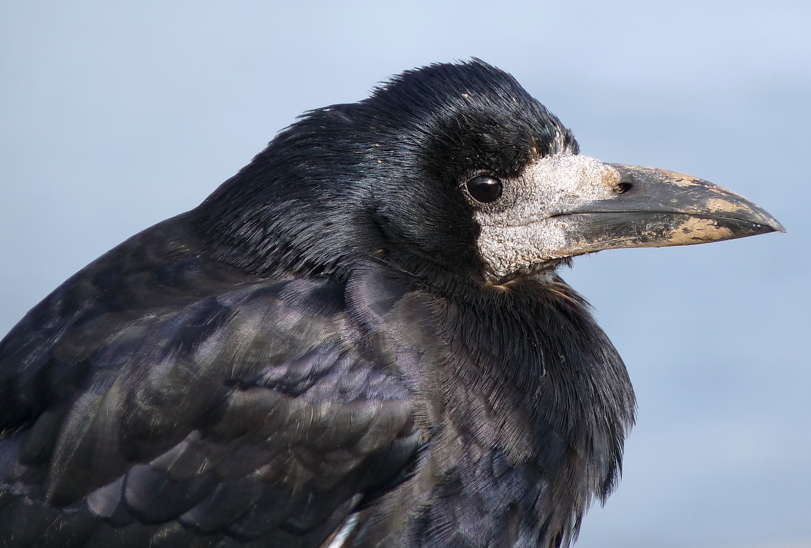 Rooks How Did The Rook Bird Get Its Name? – IPKM