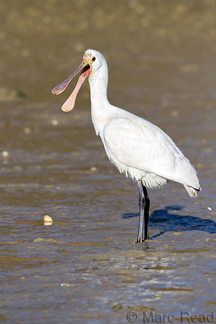 Details : Eurasian Spoonbill - BirdGuides