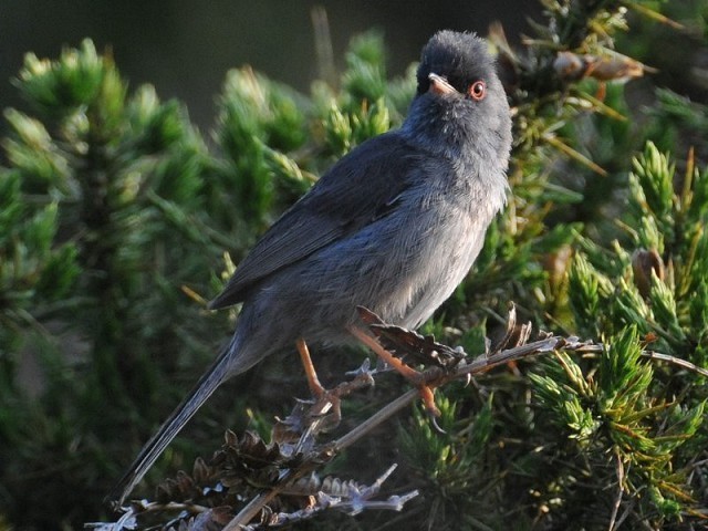 Marmora's Warbler