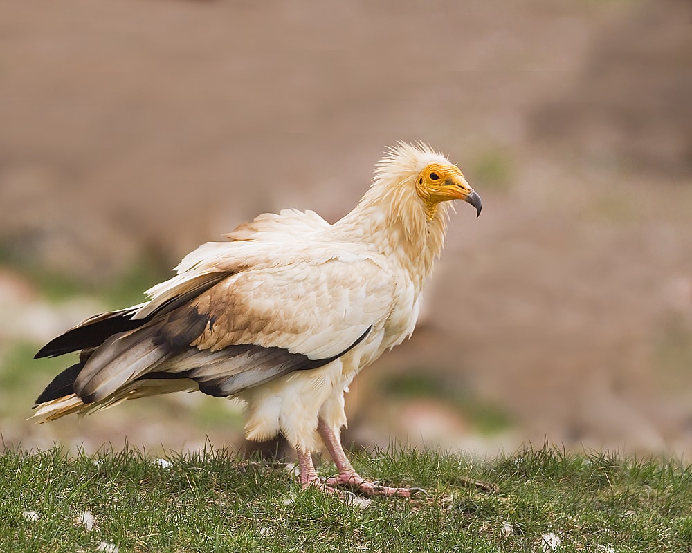 Egyptian Vulture by Garth Peacock BirdGuides