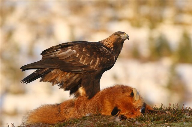 Details Golden Eagle Birdguides