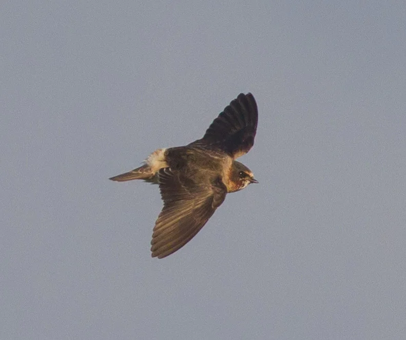 Jake Gearty American Cliff Swallow by Jake Gearty - BirdGuides