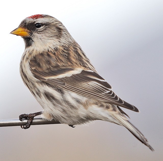 Details Mealy Redpoll BirdGuides