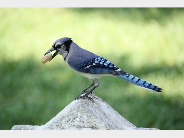 Details Blue Jay Birdguides Details Blue Jay Birdguides