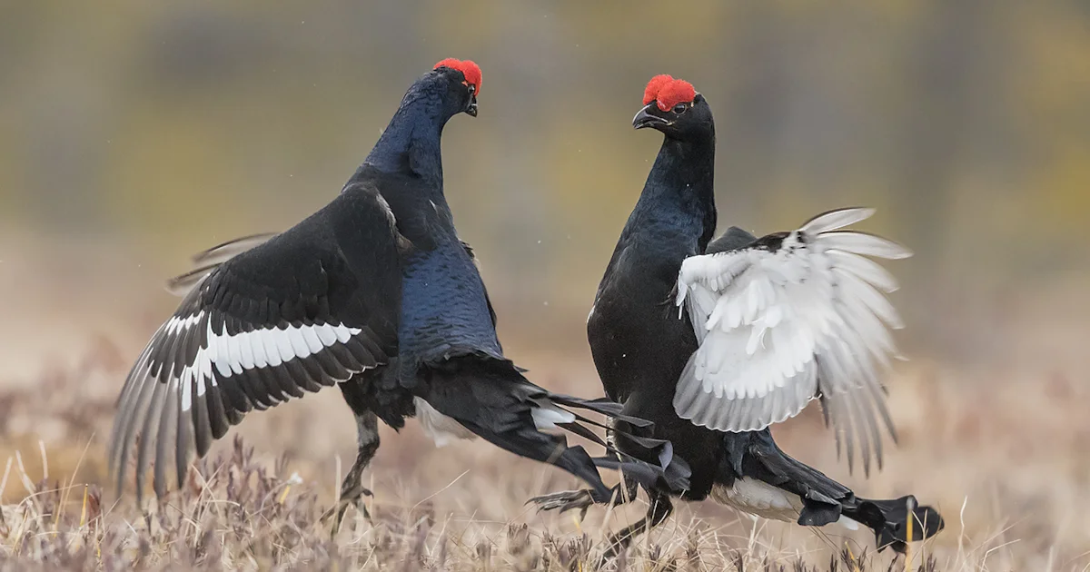 The springtime show-offs - BirdGuides